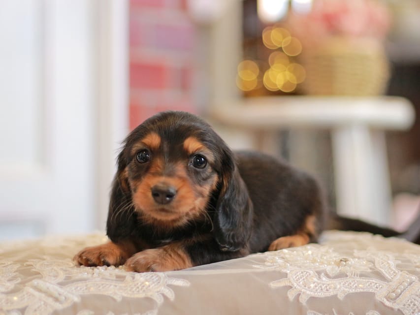 カニンヘンダックスフンド キャンディー&ピーターの子犬 ブラタン 男の子IMG_1642 カニンヘンダックスフンド キャンディー&ピーターの子犬 ブラタン 男の子