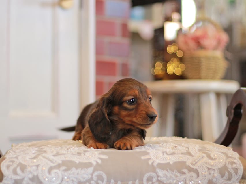 カニンヘンダックスフンド キャンディー&ピーターの子犬 レッド 男の子