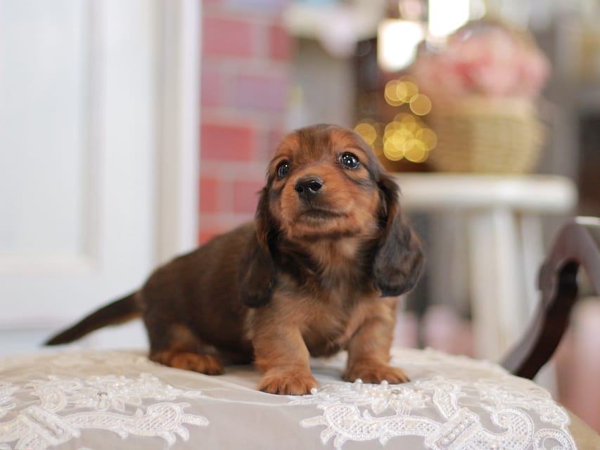 カニンヘンダックスフンド キャンディー&ピーターの子犬 レッド 男の子