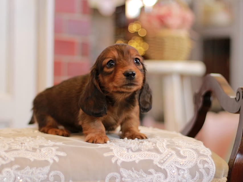 カニンヘンダックスフンド キャンディー&ピーターの子犬 レッド 男の子