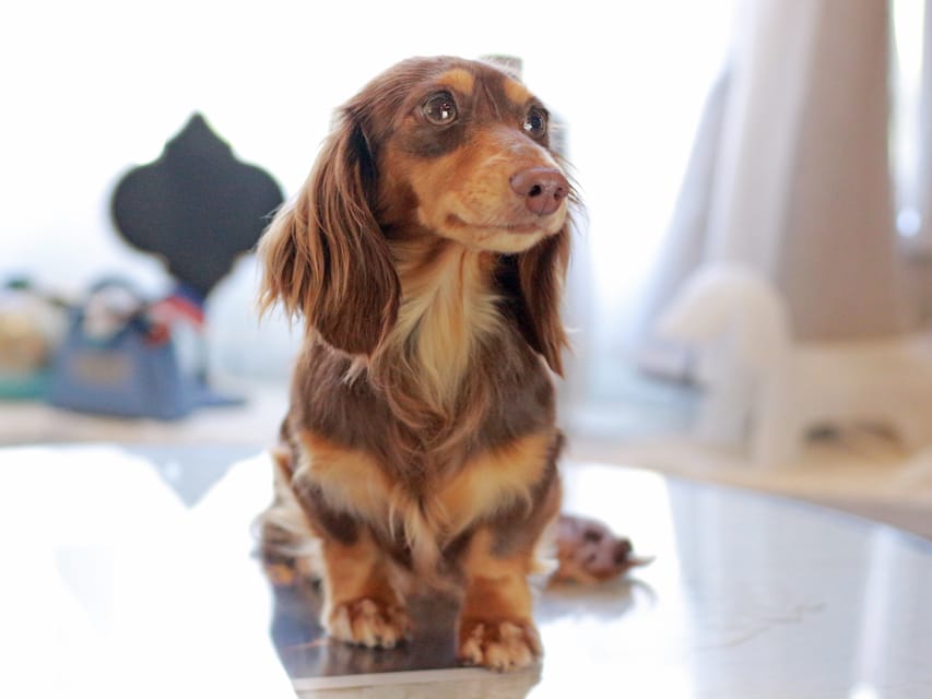 カニンヘンダックスフンド えりちゃん