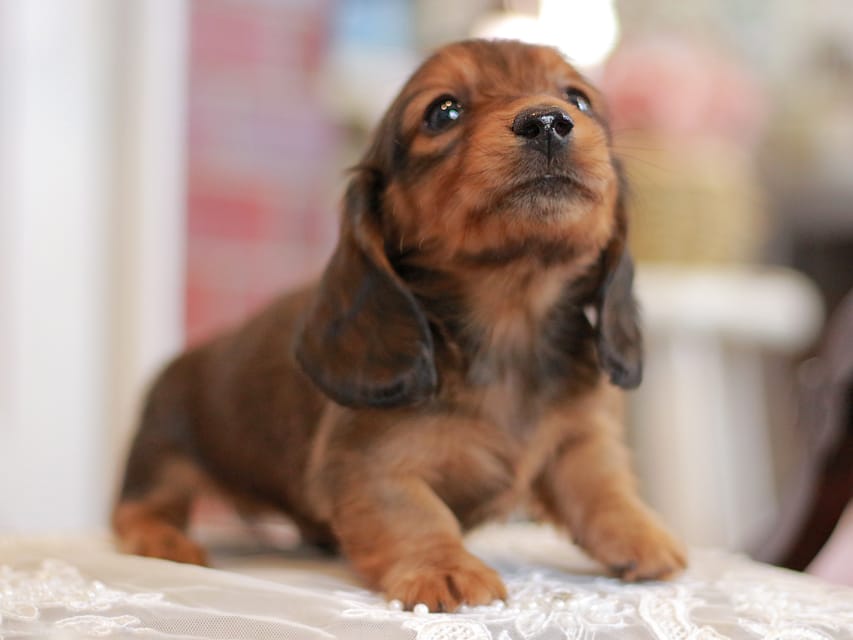 カニンヘンダックスフンド キャンディー&ピーターの子犬 レッド 男の子