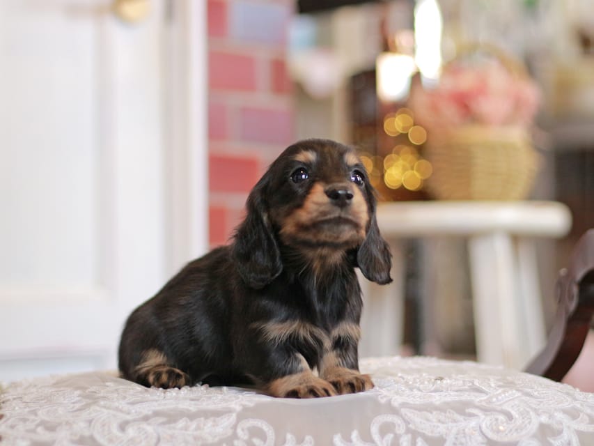 カニンヘンダックスフンド キャンディー&ピーターの子犬 ブラタン 女の子