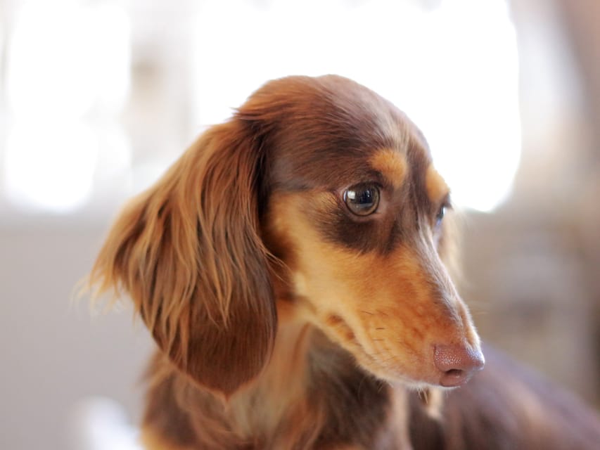 カニンヘンダックスフンド えりちゃん