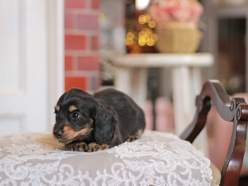 カニンヘンダックスフンド キャンディー&ピーターの子犬 ブラタン 女の子