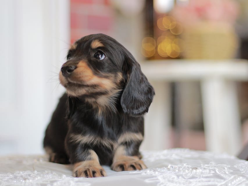 カニンヘンダックスフンド キャンディー&ピーターの子犬 ブラタン 女の子