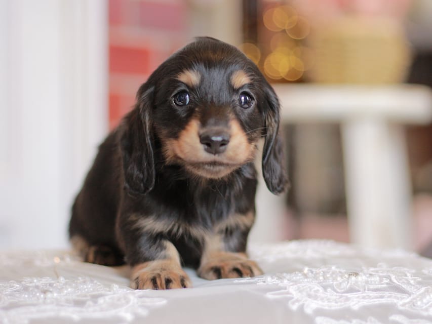 カニンヘンダックスフンド キャンディー&ピーターの子犬 ブラタン 女の子