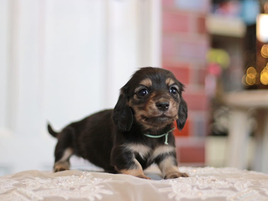 カニンヘンダックスフンド フルール&ロックスの子犬 ブラックイエロー（ブラッククリーム） 女の子（1）