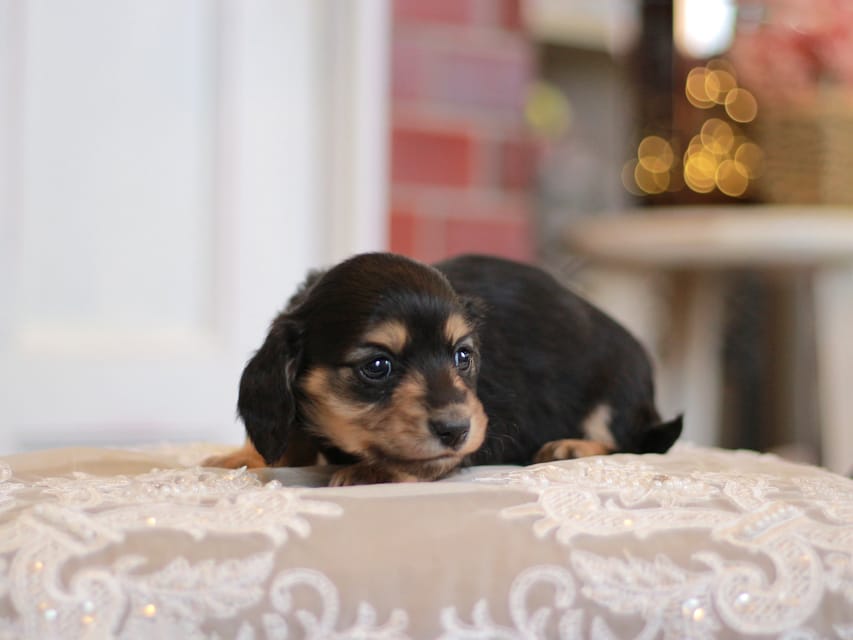 カニンヘンダックスフンド フルール&ロックスの子犬 ブラックイエロー（ブラッククリーム） 女の子（2）