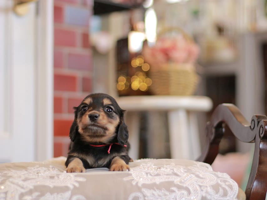 カニンヘンダックスフンド フルール&ロックスの子犬 ブラックイエロー（ブラッククリーム） 女の子（2）