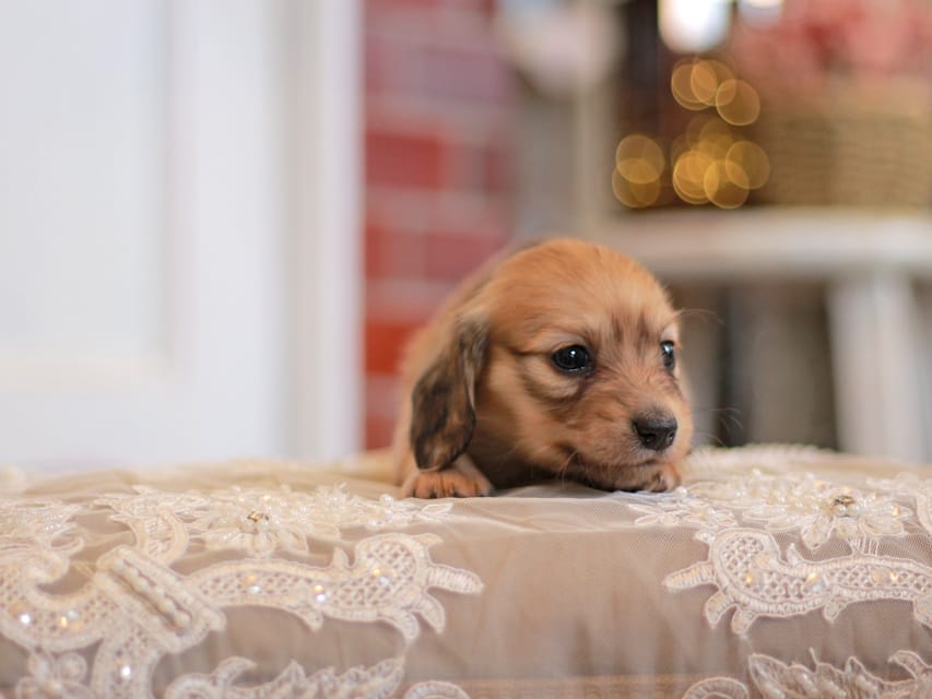 カニンヘンダックスフンド フルール&ロックスの子犬 シェーデットイエロー（シェーデットクリーム） 女の子
