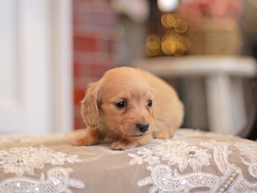 カニンヘンダックスフンド フルール&ロックスの子犬 イエロー（クリーム） 女の子