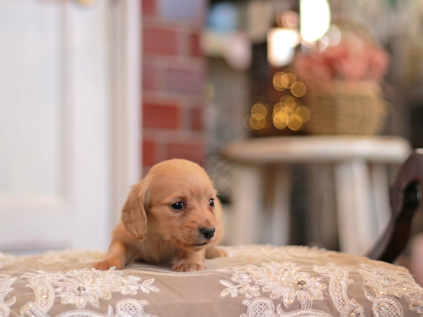 カニンヘンダックスフンド フルール&ロックスの子犬 イエロー（クリーム） 女の子
