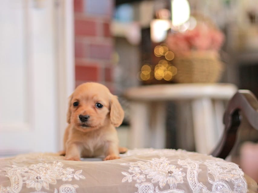 カニンヘンダックスフンド フルール&ロックスの子犬 イエロー（クリーム） 女の子