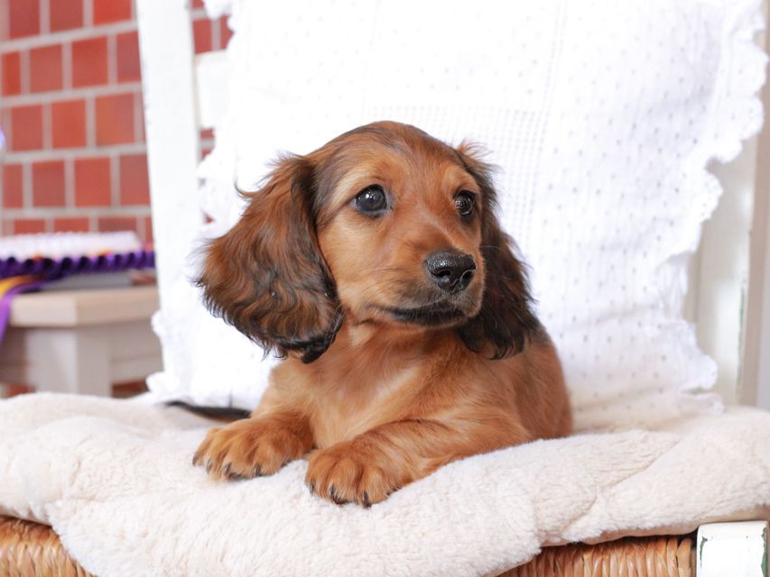 カニンヘン ダックスフンド ジャスミンの子犬 レッド 男の子
