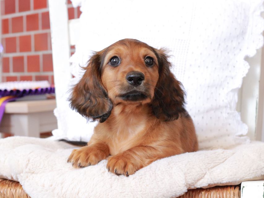 カニンヘン ダックスフンド ジャスミンの子犬 レッド 男の子