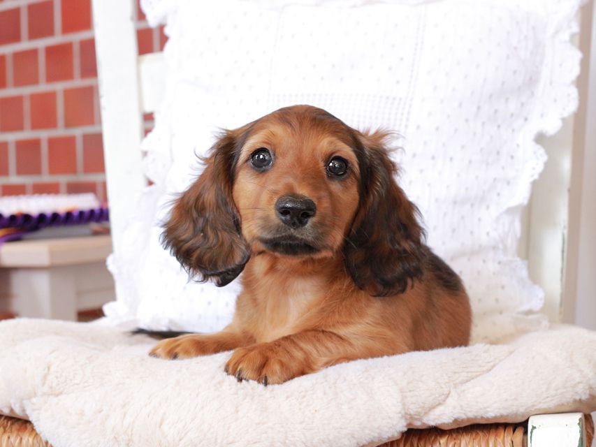 カニンヘン ダックスフンド ジャスミンの子犬 レッド 男の子