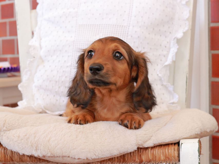 カニンヘン ダックスフンド ジャスミンの子犬 レッド 男の子