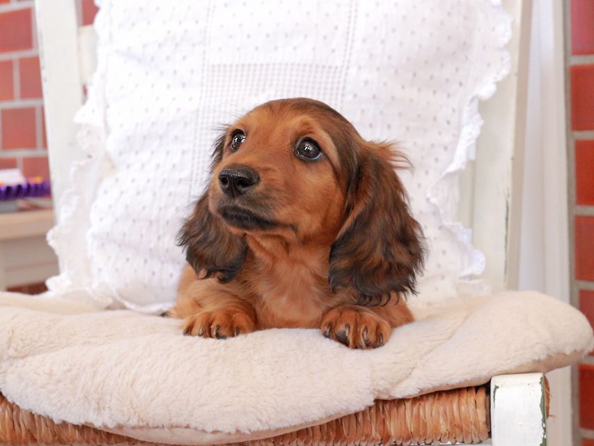 カニンヘン ダックスフンド ジャスミンの子犬 レッド 男の子