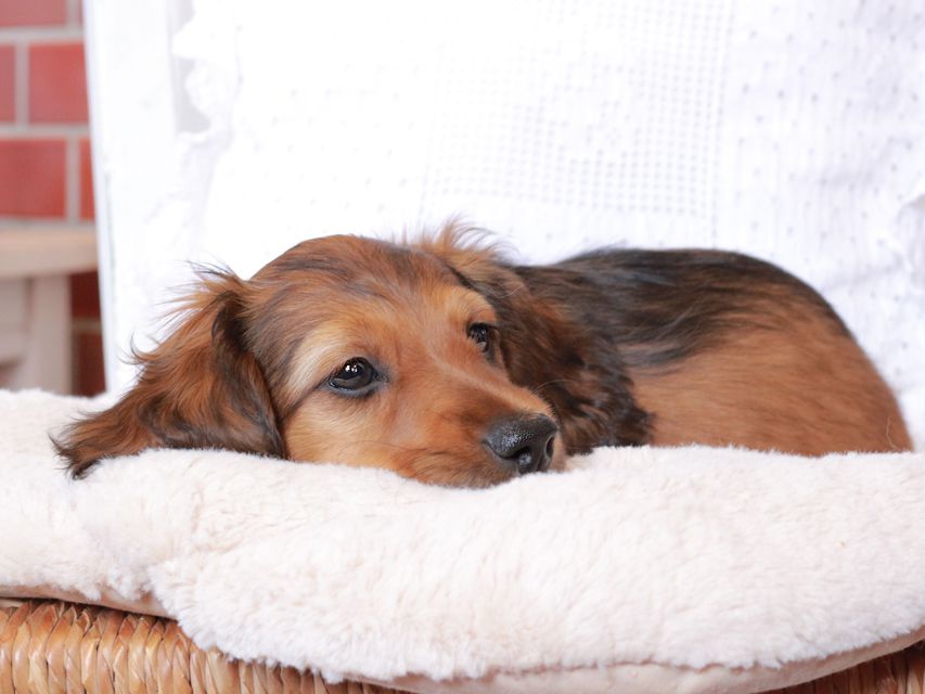 カニンヘン ダックスフンド ジャスミンの子犬 レッド 男の子