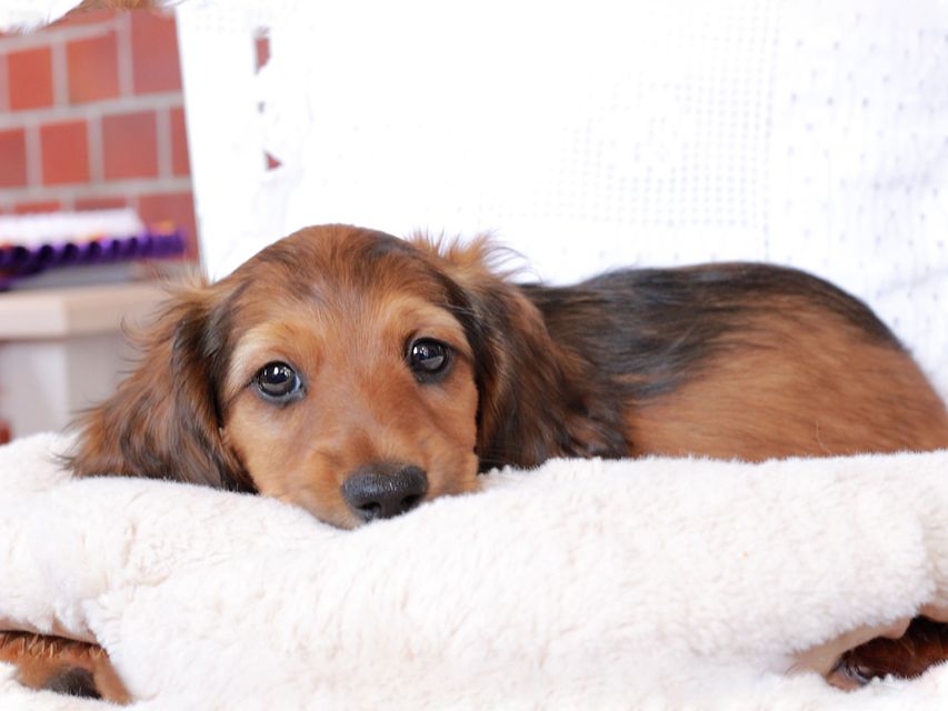 カニンヘン ダックスフンド ジャスミンの子犬 レッド 男の子