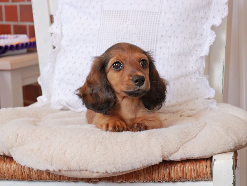 カニンヘン ダックスフンド ジャスミンの子犬 レッド 女の子