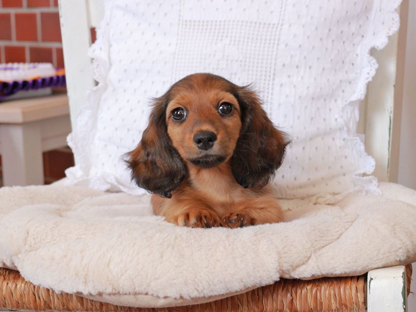 カニンヘン ダックスフンド ジャスミンの子犬 レッド 女の子