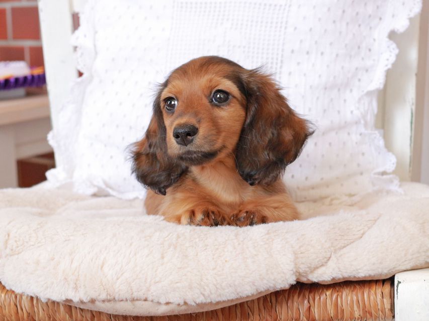 カニンヘン ダックスフンド ジャスミンの子犬 レッド 女の子