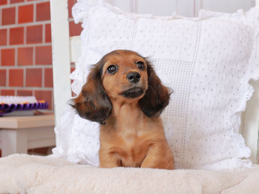 カニンヘン ダックスフンド ジャスミンの子犬 レッド 女の子