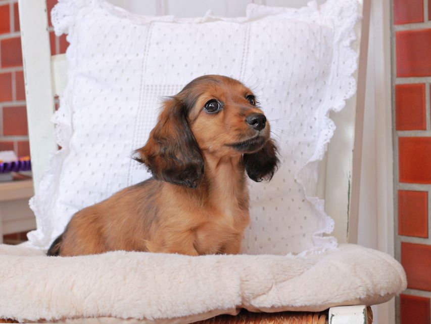 カニンヘン ダックスフンド ジャスミンの子犬 レッド 女の子