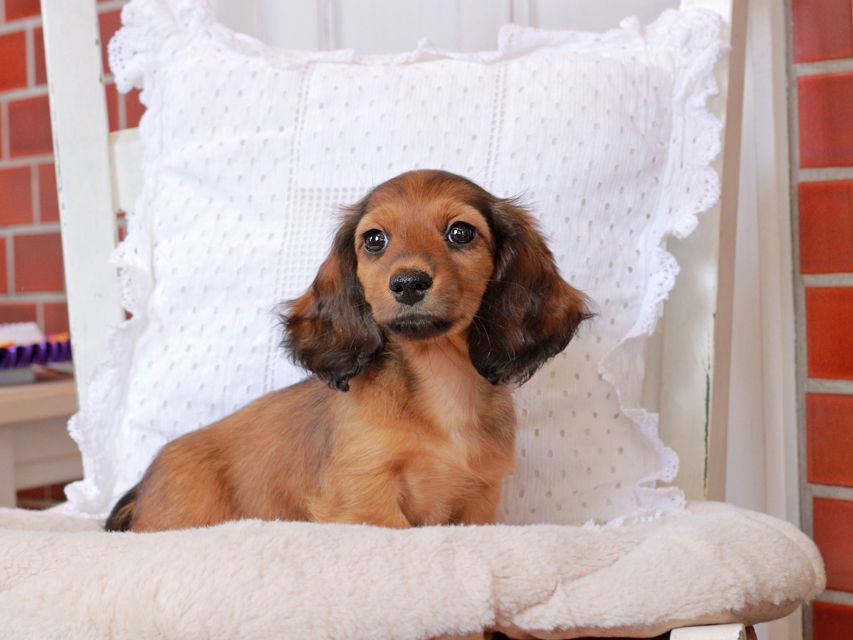 カニンヘン ダックスフンド ジャスミンの子犬 レッド 女の子