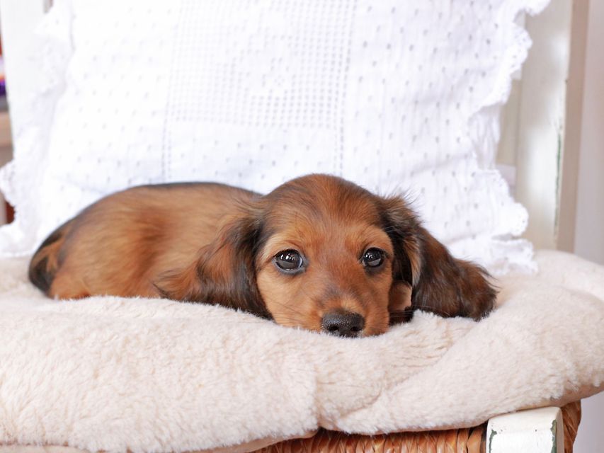 カニンヘン ダックスフンド ジャスミンの子犬 レッド 女の子