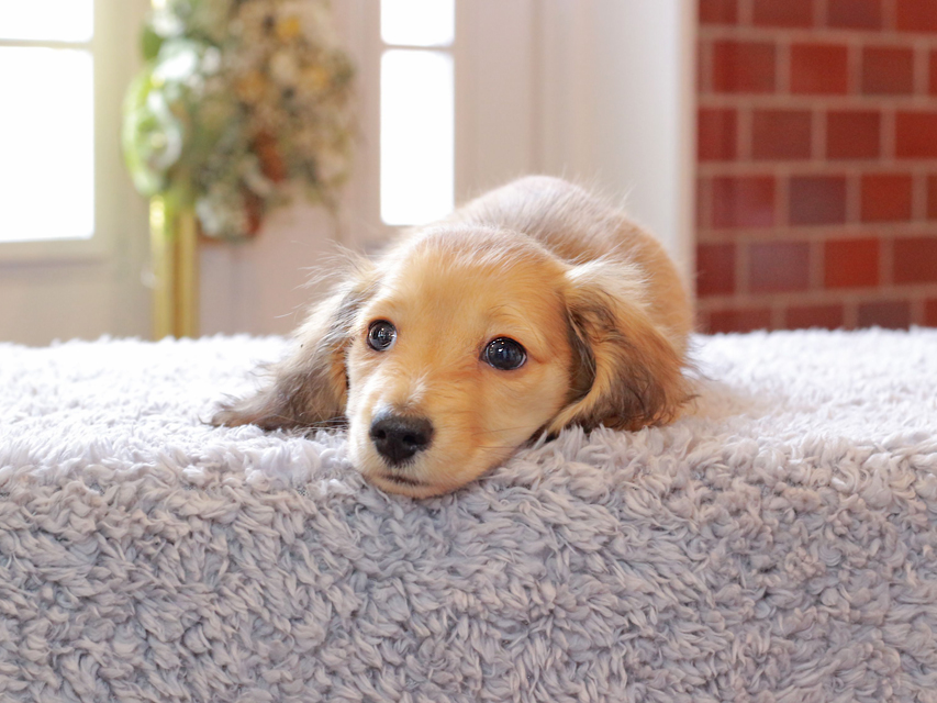 カニンヘン ダックスフンド ププリン & スカッシュの子犬 ペールレッド 男の子