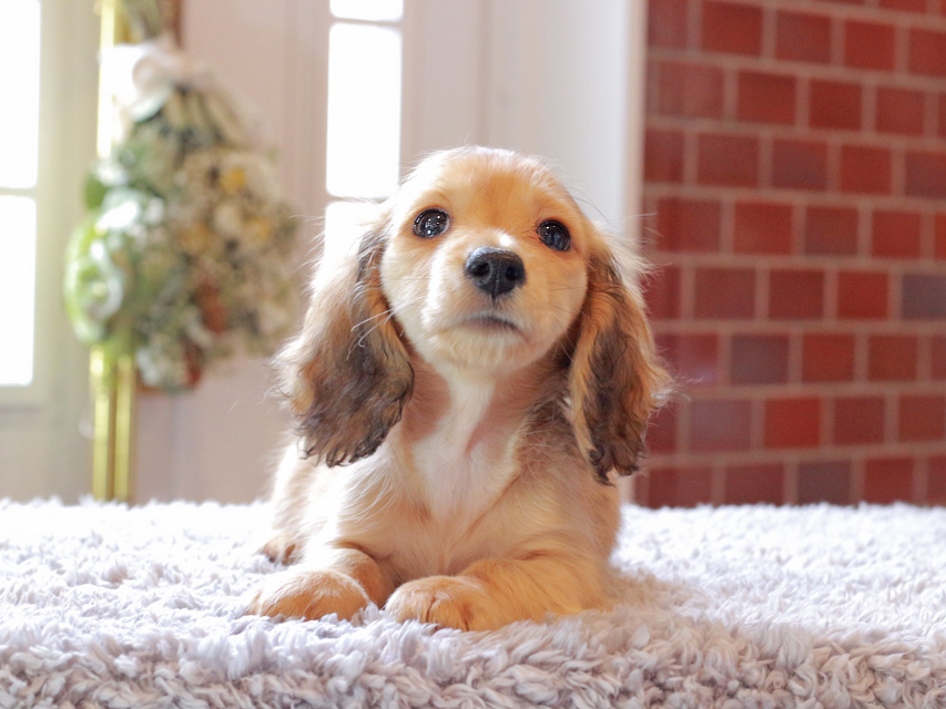 カニンヘン ダックスフンド ププリン & スカッシュの子犬 ペールレッド 男の子