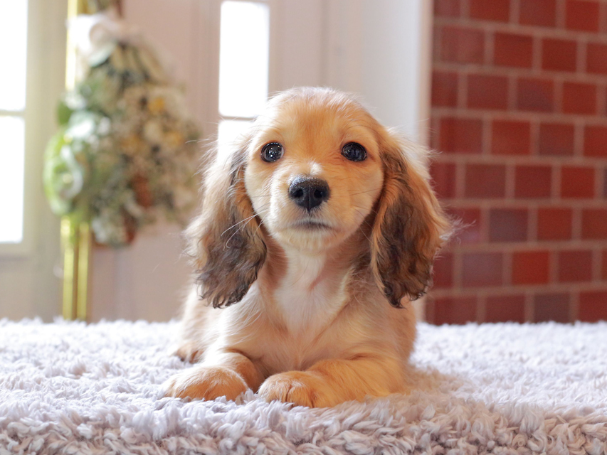 カニンヘン ダックスフンド ププリン & スカッシュの子犬 ペールレッド 男の子