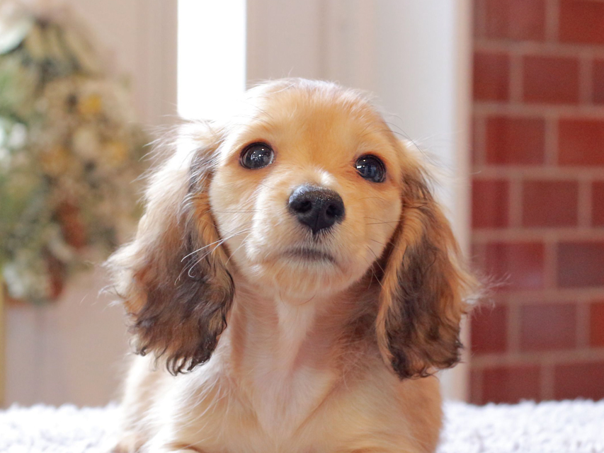 カニンヘン ダックスフンド ププリン & スカッシュの子犬 ペールレッド 男の子