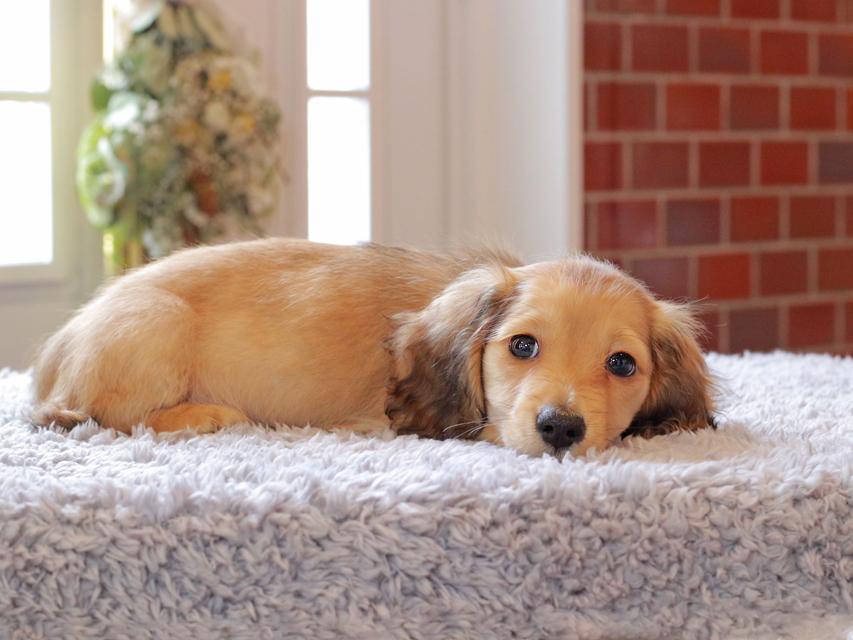 カニンヘン ダックスフンド ププリン & スカッシュの子犬 ペールレッド 男の子