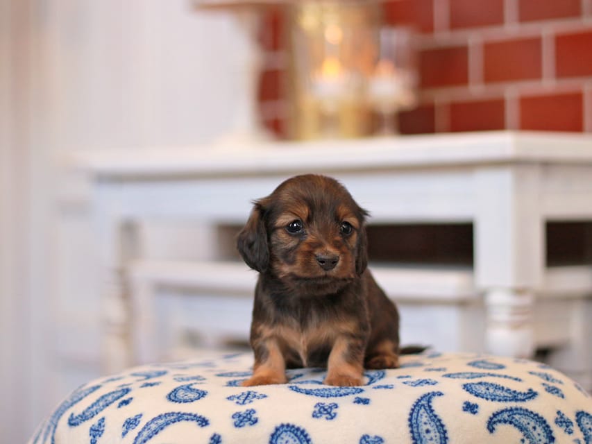 カニンヘンダックスフンド キャロット&ブルースの子犬 レッド 女の子
