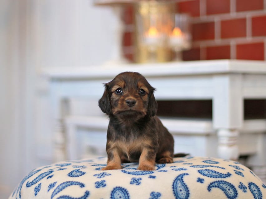 カニンヘンダックスフンド キャロット&ブルースの子犬 レッド 女の子