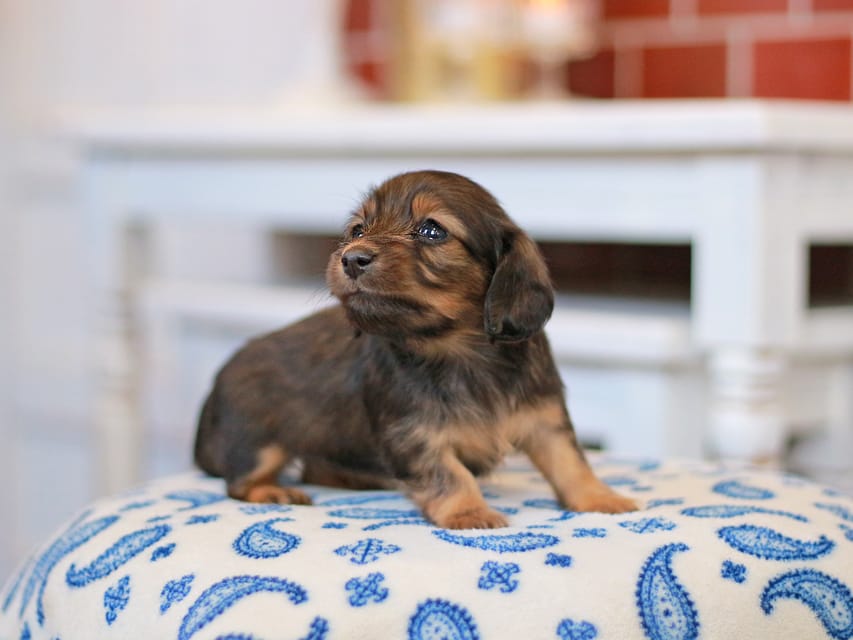カニンヘンダックスフンド キャロット&ブルースの子犬 レッド 女の子