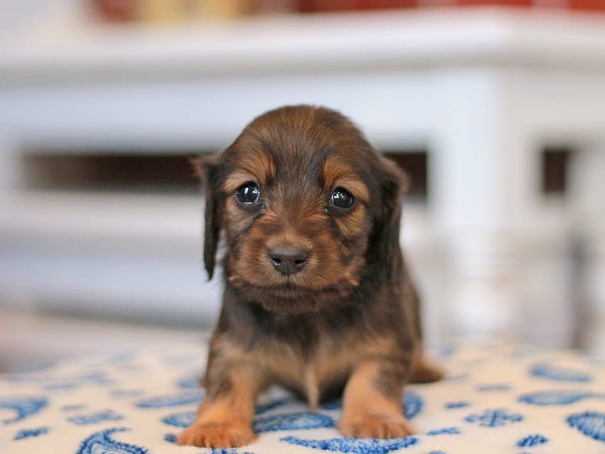 カニンヘンダックスフンド キャロット&ブルースの子犬 レッド 女の子