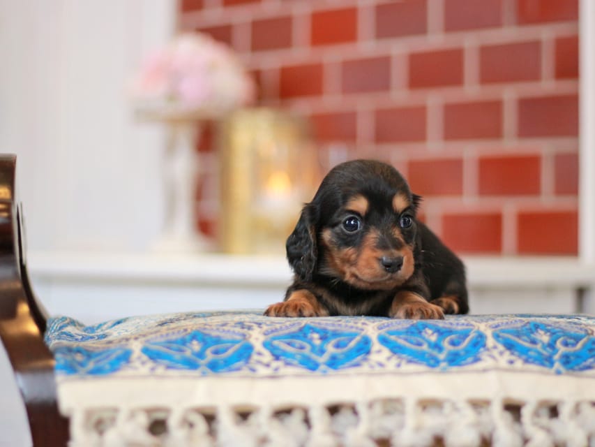 ミニチュアダックスフンド すずらん&グレイの子犬 ブラタン 男の子