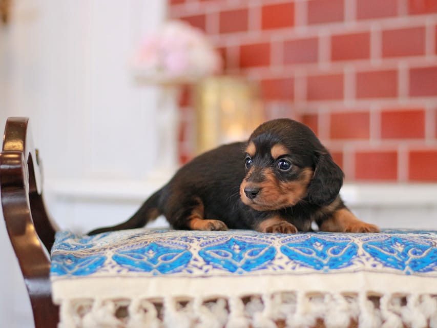 ミニチュアダックスフンド すずらん&グレイの子犬 ブラタン 男の子