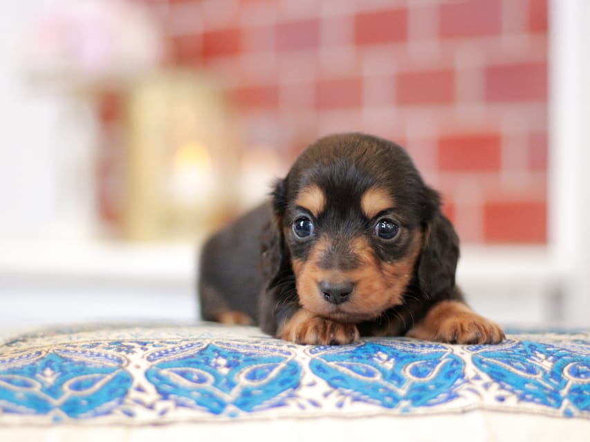 ミニチュアダックスフンド すずらん&グレイの子犬 ブラタン 男の子