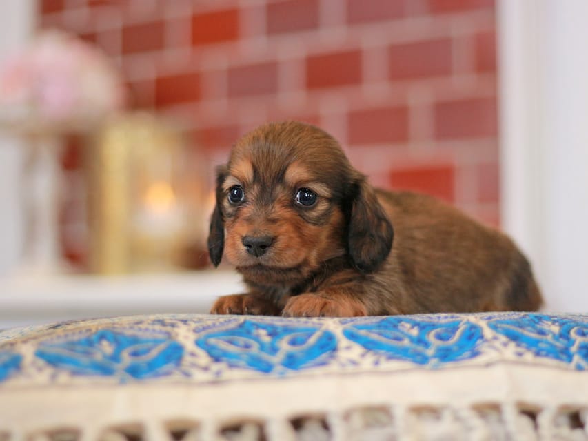 ミニチュアダックスフンド すずらん&グレイの子犬 レッド 男の子