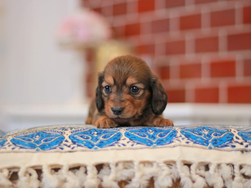 ミニチュアダックスフンド すずらん&グレイの子犬 レッド 男の子