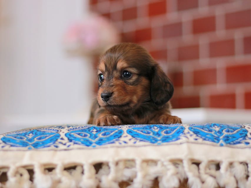 ミニチュアダックスフンド すずらん&グレイの子犬 レッド 男の子