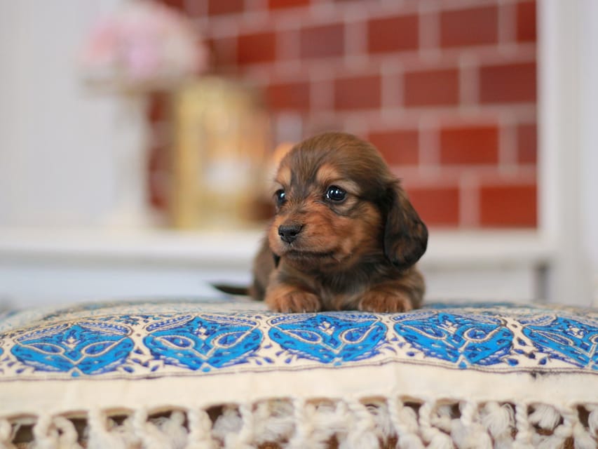 ミニチュアダックスフンド すずらん&グレイの子犬 レッド 男の子