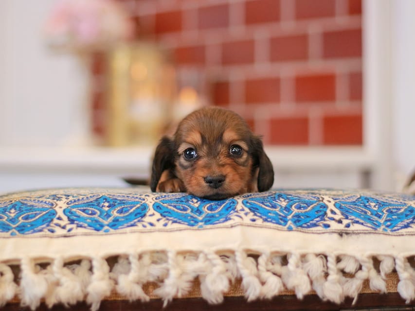 ミニチュアダックスフンド すずらん&グレイの子犬 レッド 男の子