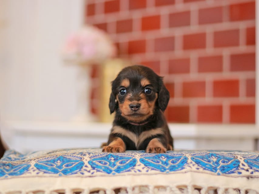 ミニチュアダックスフンド すずらん&グレイの子犬 ブラタン 女の子（1）